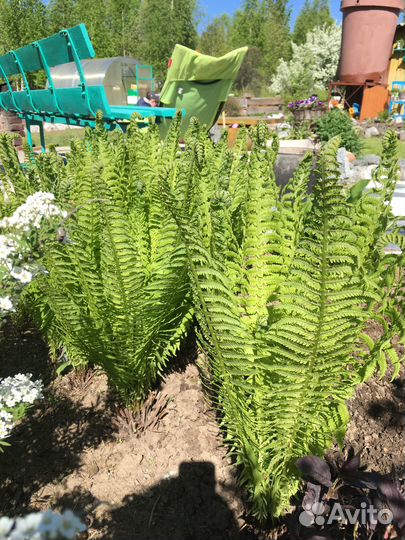 Растения для сада