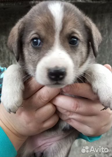 Щенок девочка в добрые руки