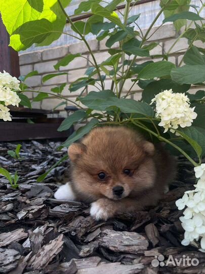 Щенки шпица