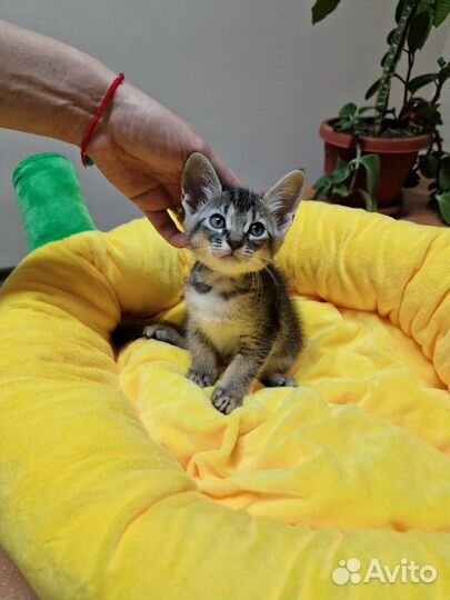 Котёнок мальчик в добрые руки