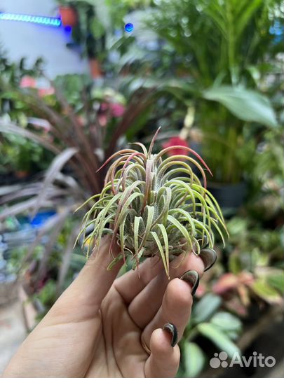 Тилландсия атмосферная