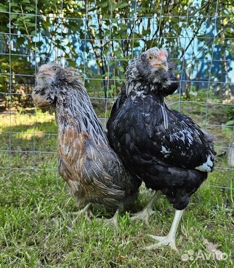 Инкубационное яйцо и цыплята.Араукан,маран и т.д