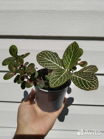 Комнатные растения цветы