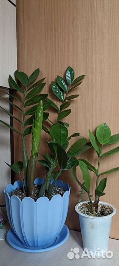 Фикус бенджамина, долларовое дерево,замиокулькас