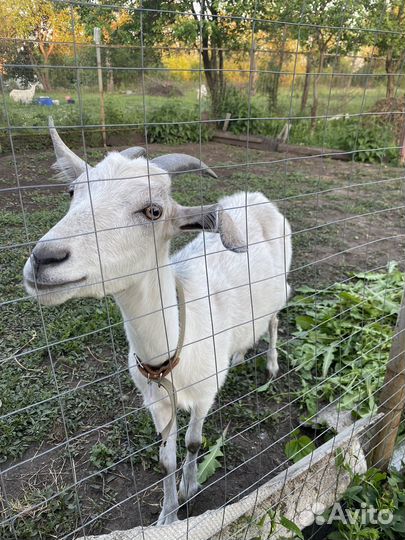 Зааненские козы