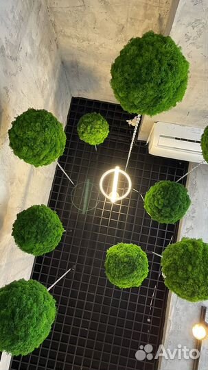 Шары из мха