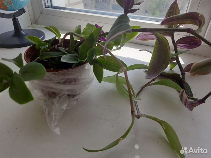 Традесканция. Продаётся вместе с горшком