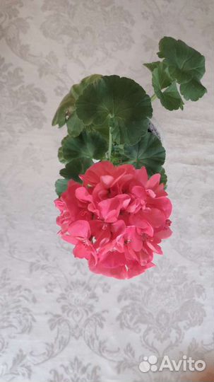Пеларгония герань