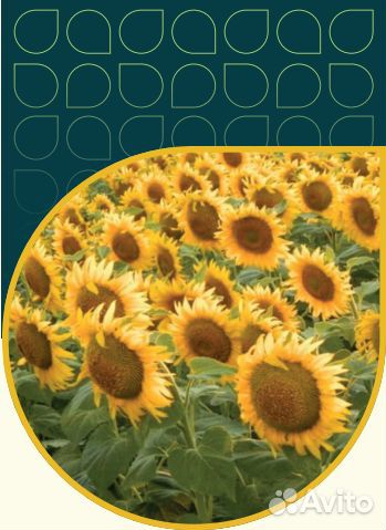 Семена гибрида подсолнечника gat cl clearfield