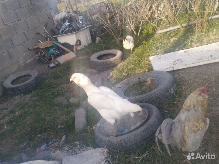 Куры гергебельские, Петух полугергебельский