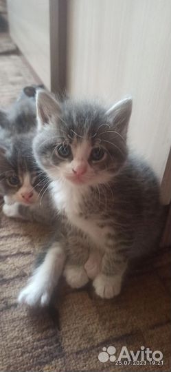 Котята