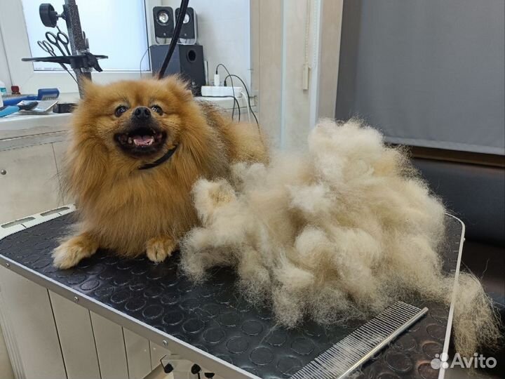 Груминг животных