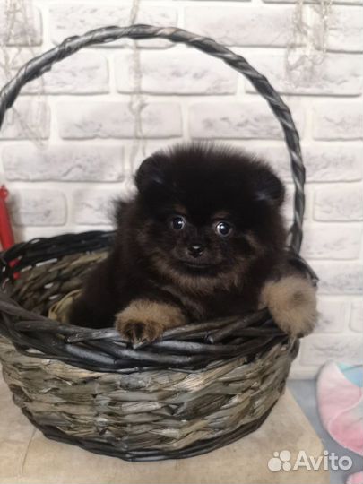 Мальчики и девочки шпица