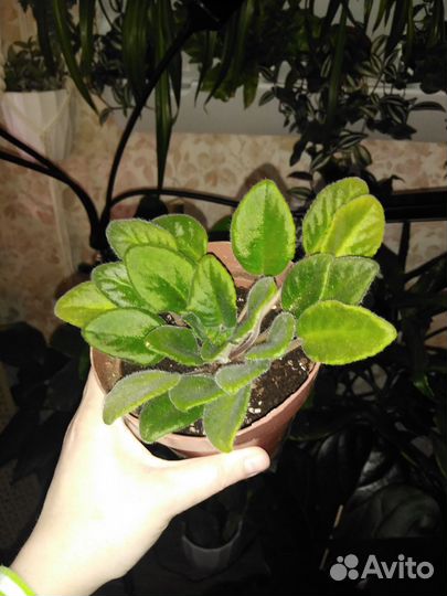 Комнатные цветы