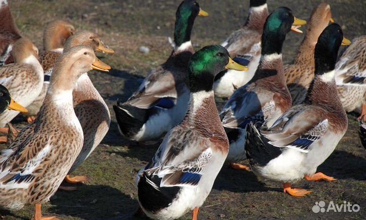 Китайскиешелк,индоутята100р, Пушкинские,Мараны