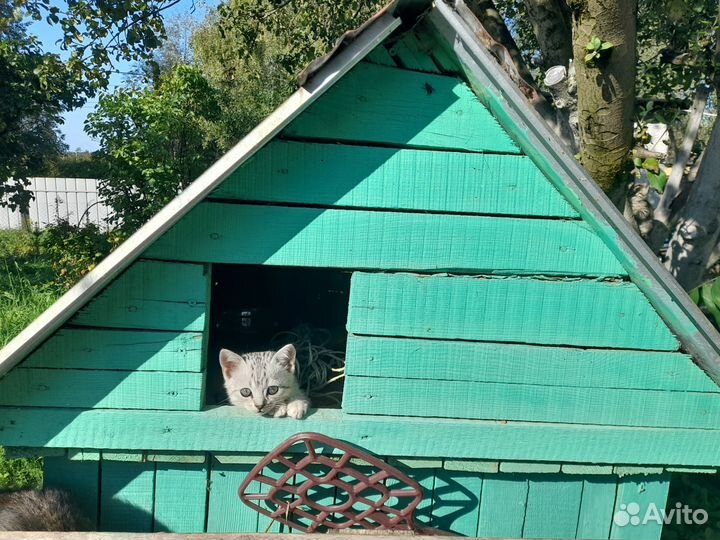 Котятки