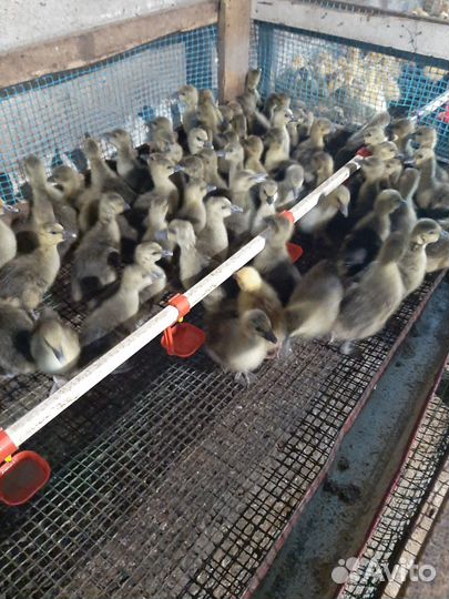 Гусята и утята