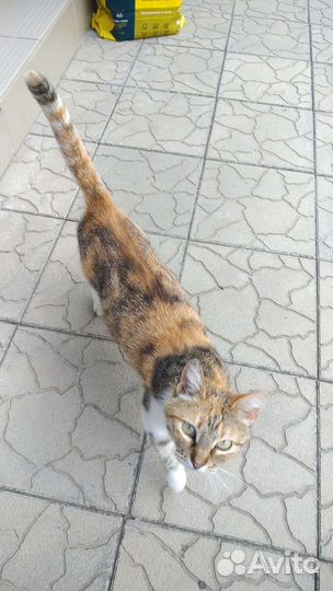 Кошка помогает