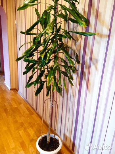 Пальма драцена