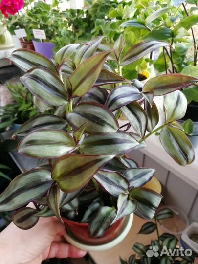 Традесканция Зебрина