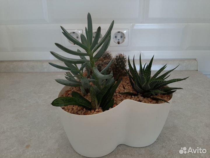 Садик из суккулентов