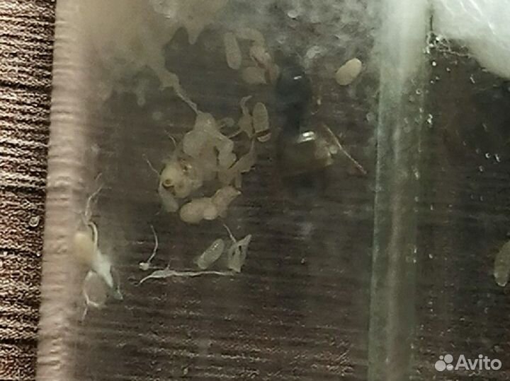 Муравьи (Lasius) матка + яйца+ маленький расплод