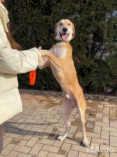 Собака кобель