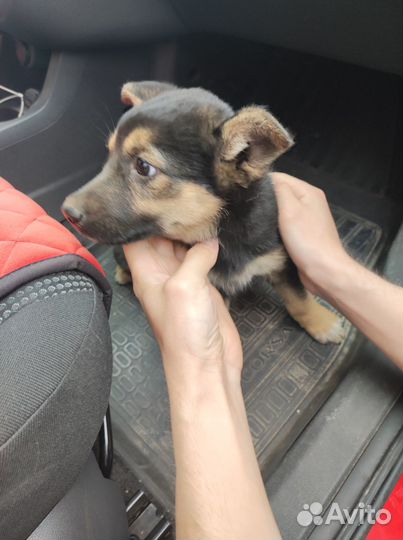 Щенки в добрые руки