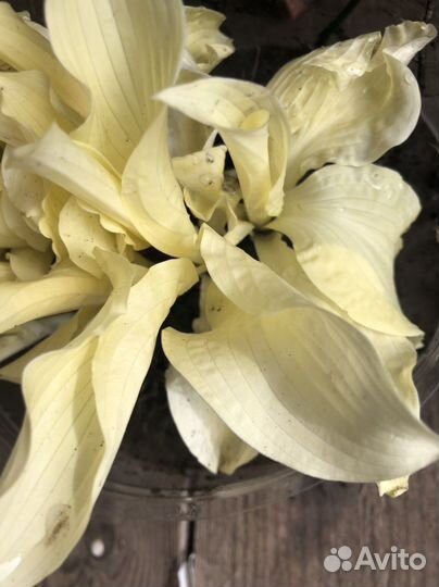 Хосты, примулы