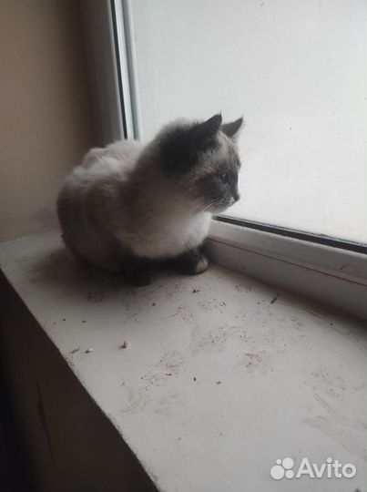 Отдам кошечку в добрые руки