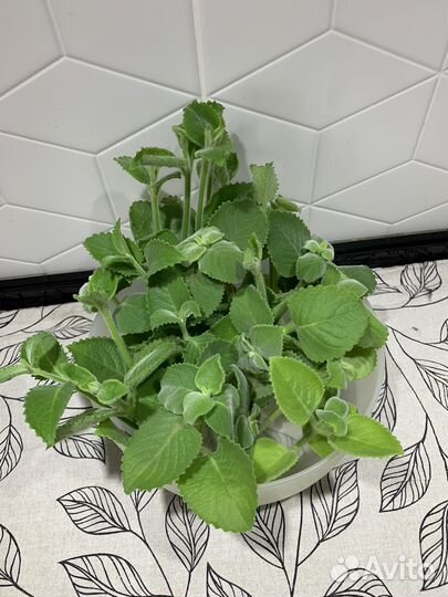Домашняя мята плекрантус