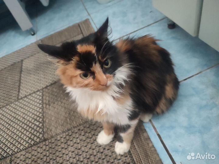 Отдам в добрые руки