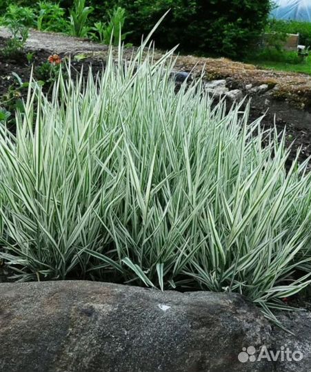 Фалярис тростниковый