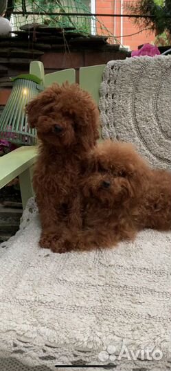 Тикап тедди пудель