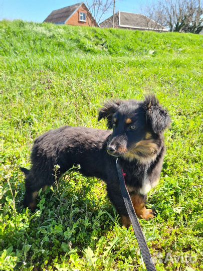 Щенок подросток девочка