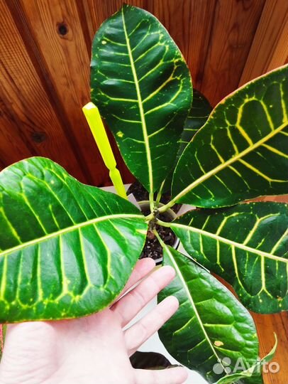 Кодиеумы/Кротоны сортовые