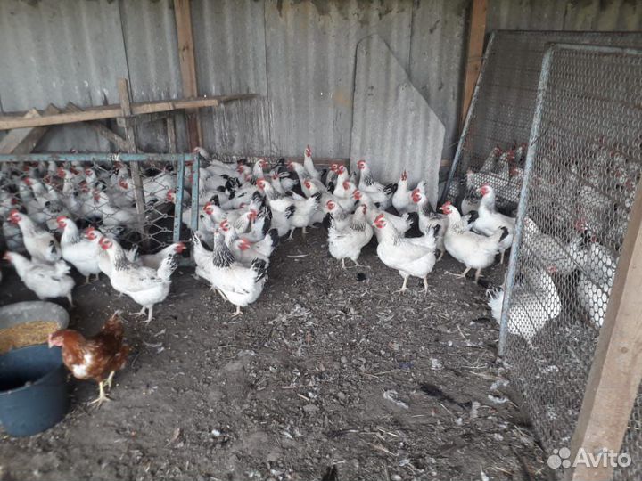 Несушеки Адлеровские и Петушки