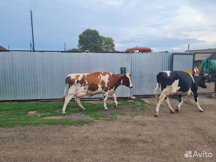 Продам корову