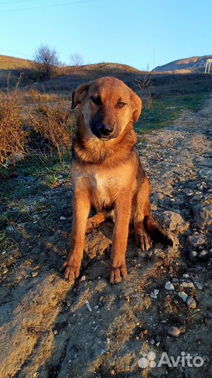 Щенок в добрые руки