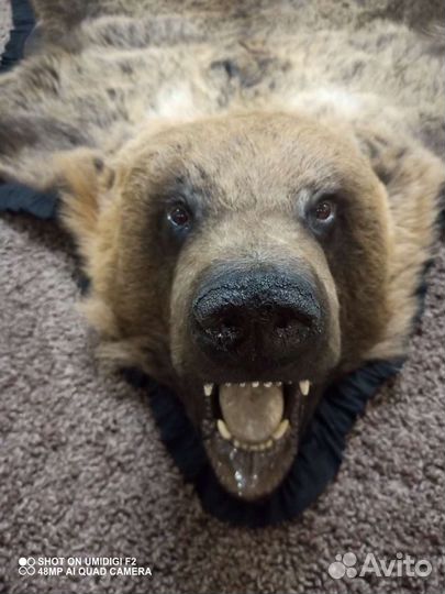 Шкура ковер 