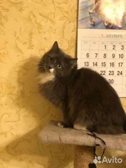 Уход или передержка