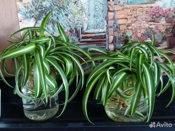 Традесканция зебрина, хлорофитум 200 и отростки