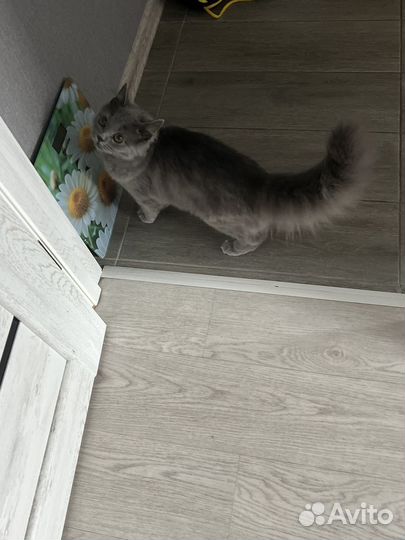 Одам кота в добрые руки