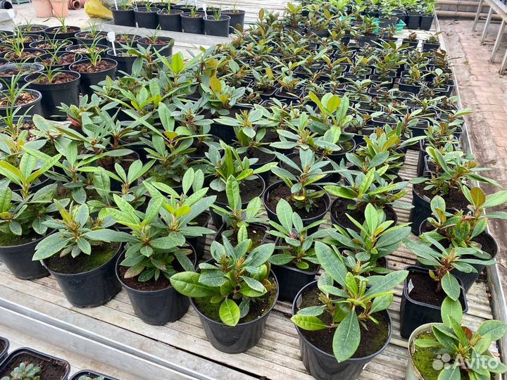 Рододендрон Гаага (Haaga) + университет хельсинки