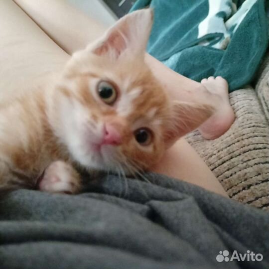 Кошка в дар