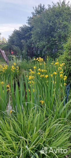 Декор, ирис желтый