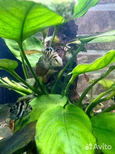 Рыбка сапфировый попугай