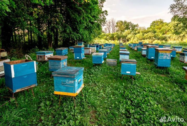 Мёд свежий донниковый сбор 2023 г Опт