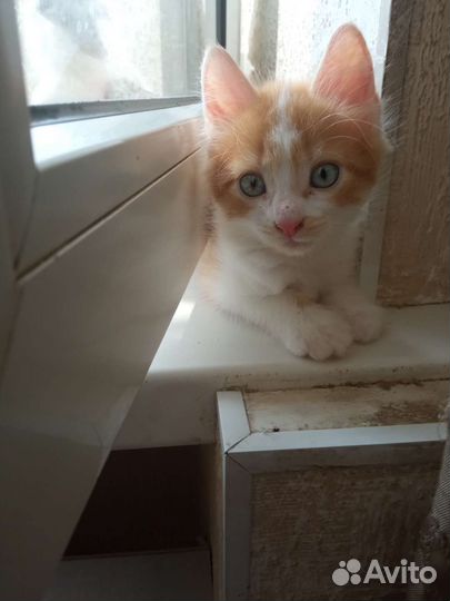 Кошки в добрые руки бесплатно