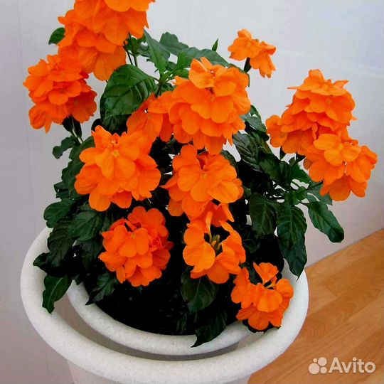 Диффенбахия, Алоказия, Строманта и Кроссандра